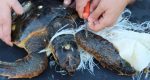 Giornata mondiale dell'ambiente: «Ogni anno nel Mediterraneo muoiono 40.000 tartarughe a causa della plastica»