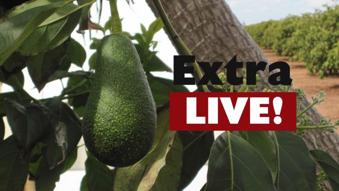 extra avocado