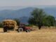 agricola