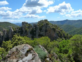 foresta